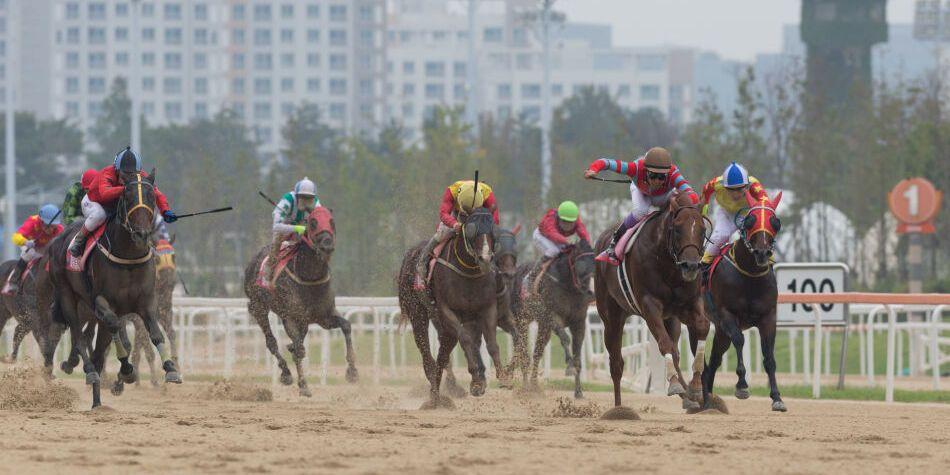 토요일 서울경마 추천 경주 및 픽