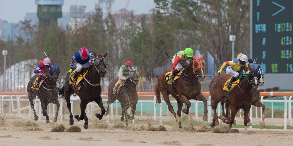 프리뷰: 11월 8일 부경 8경주 -  2등급 1200m