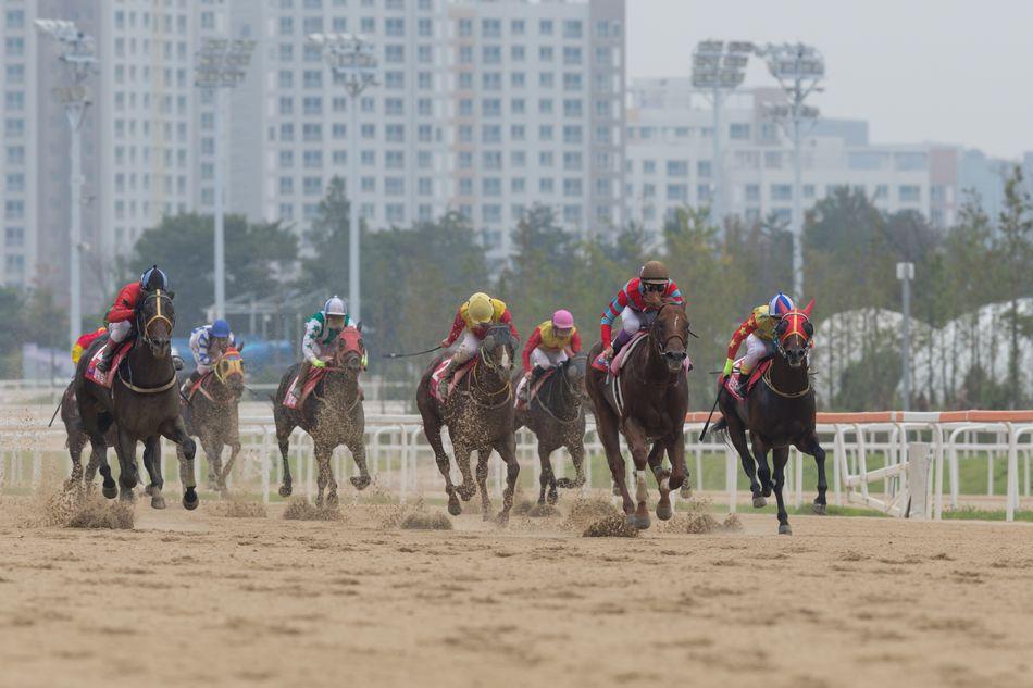 10월 27일 부경 일요일 추천 경주 및 마필