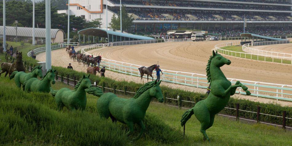 10월 25일 부경 8경주 - 혼3등급 1800m 출전등록현황