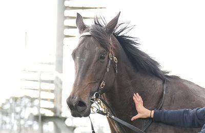 블랙 오를로프, 리벳 시리즈 결승 1,400m 경주에서 우승 기대