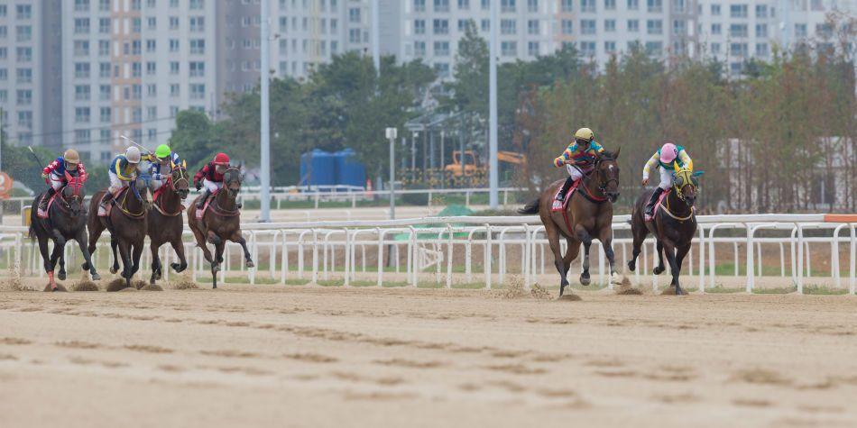 대통령배(G1) 출전 벌마의스타 골절 부상