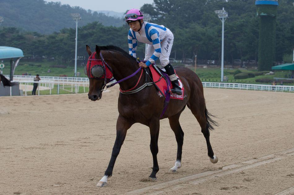 지난번 서울 경륜장에서 준비중인 경마와 조교사