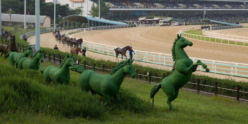 서울 일요 경주 미리보기