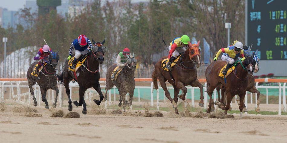 서울의 모래주로를 달리는 경주마들