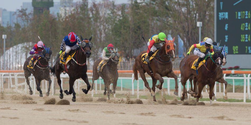 치열한 경쟁이 펼쳐질 부산 경마 경주