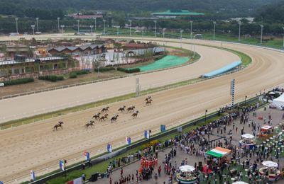 7월 29일 부산경남 토요경마 주요 경주 리뷰